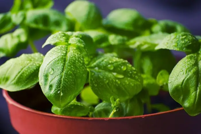Types Of Basil And Their Uses