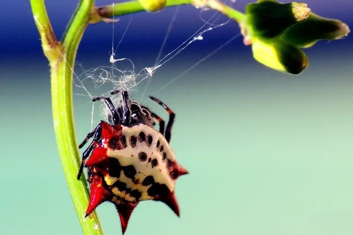 What’s The Life Span Of The Spiny Backed Orb Weaver