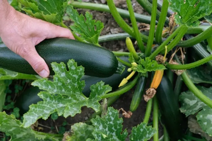 When To Harvest Black Beauty Zucchini