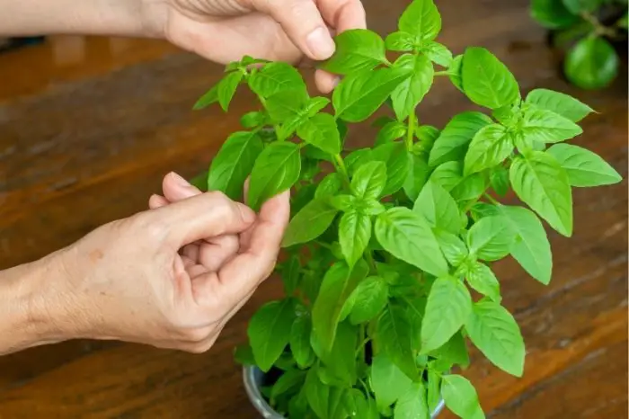 When To Pick Basil Leaves