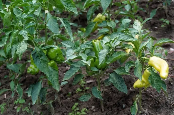 When To Plant Peppers Outside