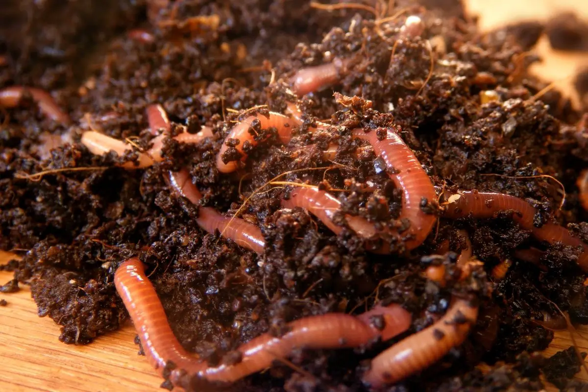 Can Compost Worms Survive Winter