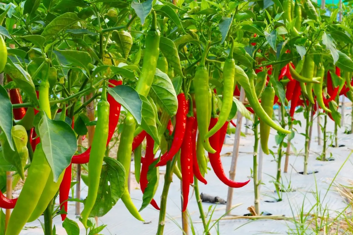 Do Pepper Plants Grow Back Every Year
