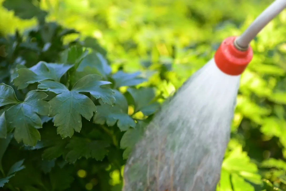 Get To Know How Often To Water Cilantro