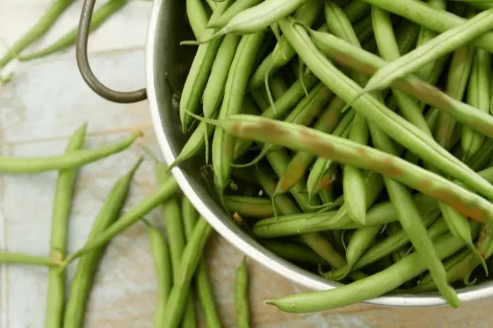 Green Beans Turning Brown: What Are The Reasons?