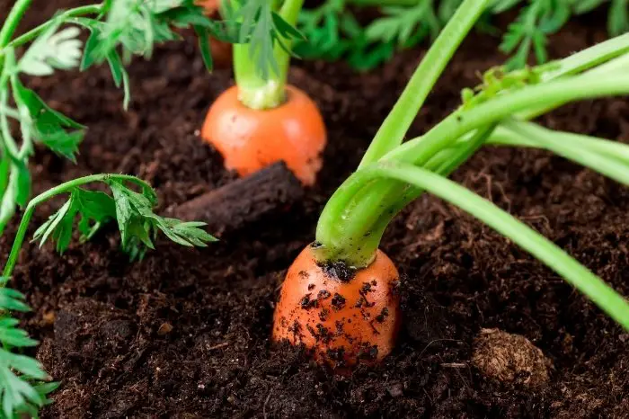 Growing Conditions For Carrots
