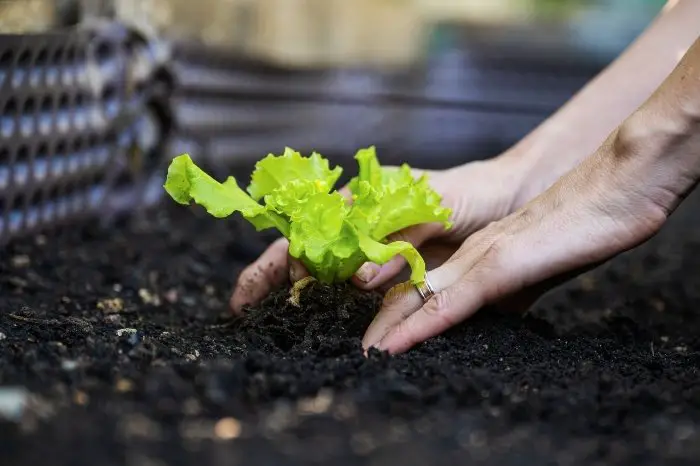 Growing Lettuce - Soil Type