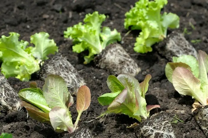 How Deep To Plant Lettuce