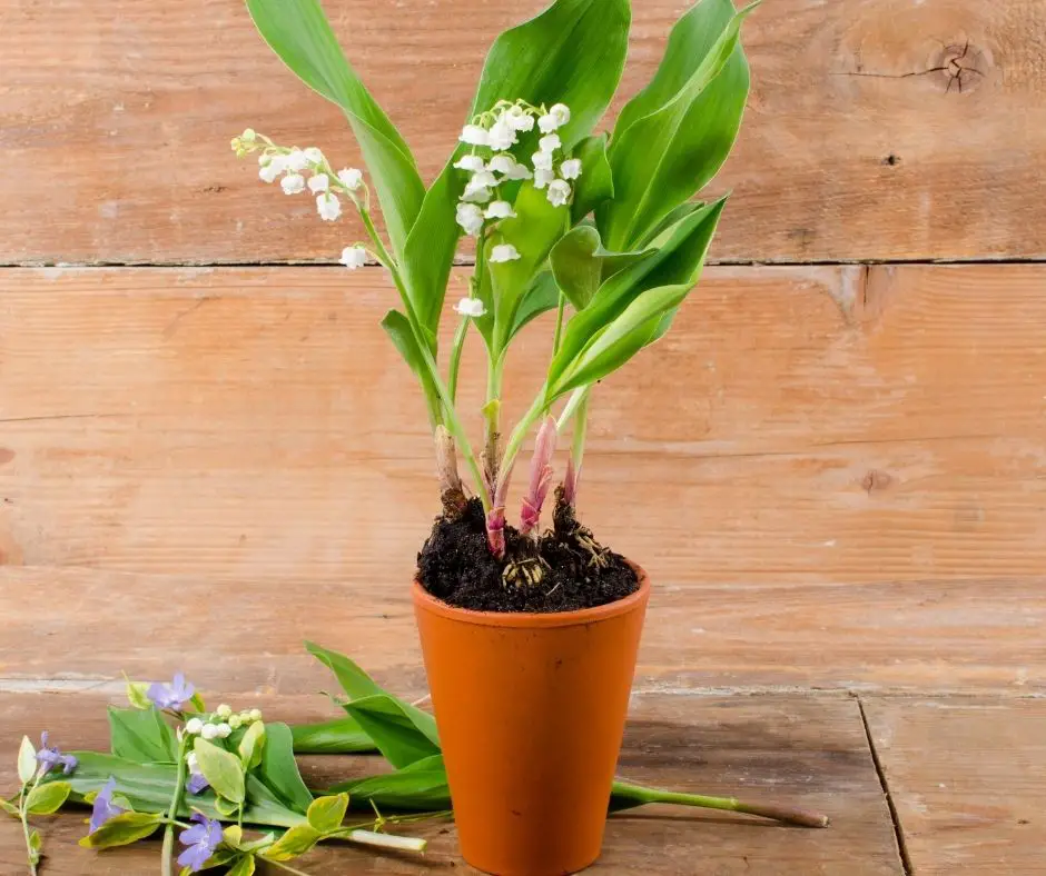 how-to-grow-lily-of-the-valley-indoors-grower-today