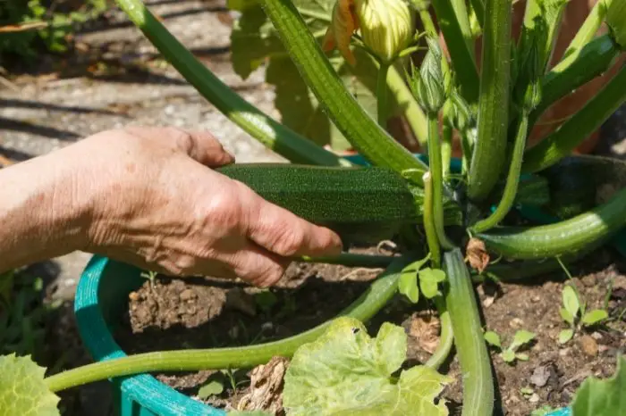 How To Harvest Zucchini