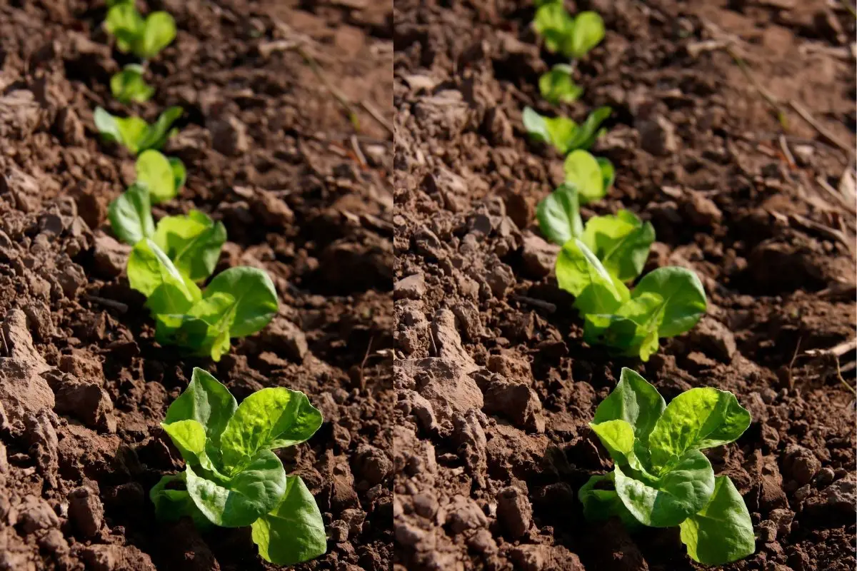 How far apart do you plant lettuce?