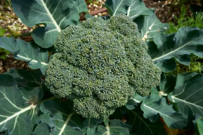 List Of Cross-Pollinating Vegetables - Broccoli