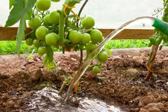 Over-Watering - Wilting tomato plants in pots