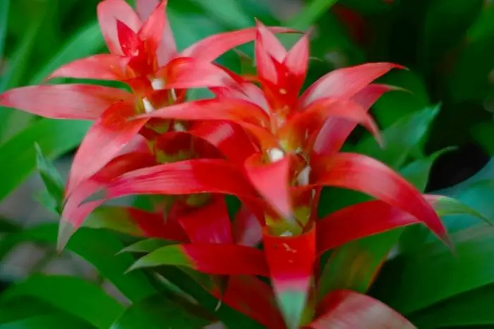Plants That Like High Phosphorus - Bromeliads