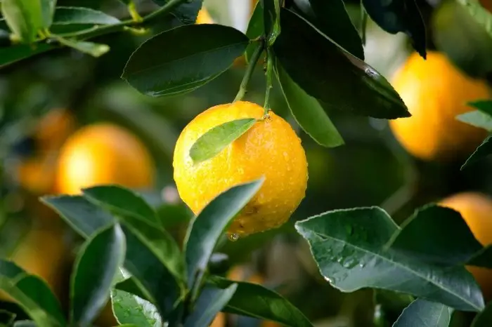 Plants That Like High Phosphorus - Lemon