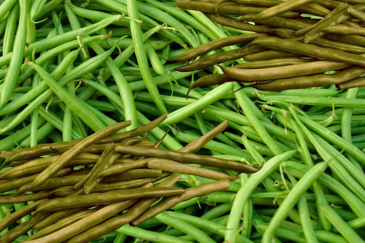Reasons For Green Beans Turning Brown