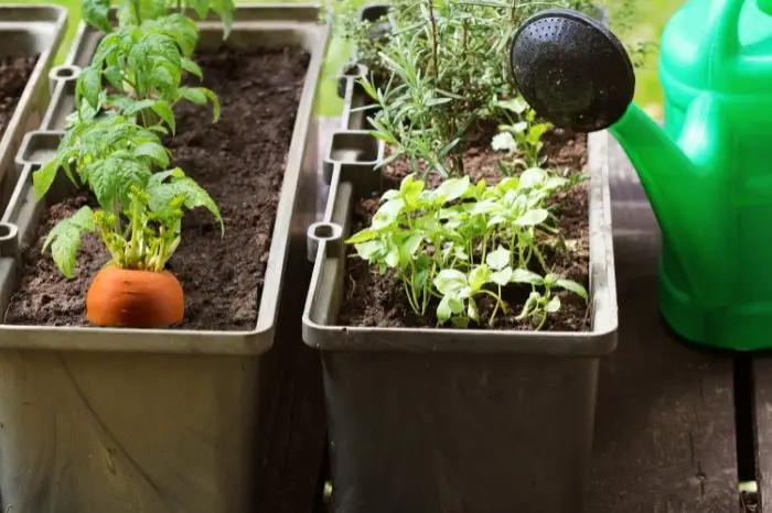 The Reason Why You Should Grow Carrots In A Pot