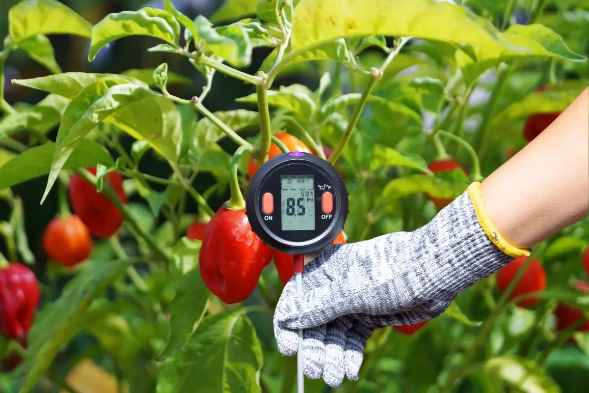 The Right Soil pH For Peppers