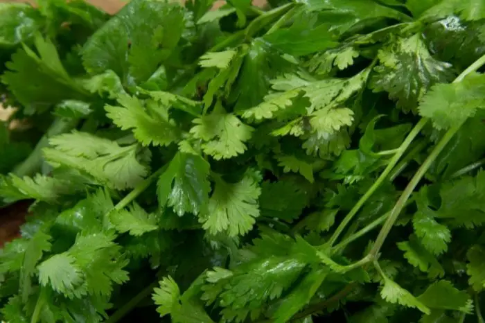 Tips To Growing Healthy Cilantro In A Pot