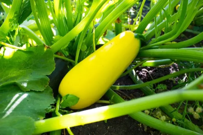 Tips To Note When Picking Yellow Squash
