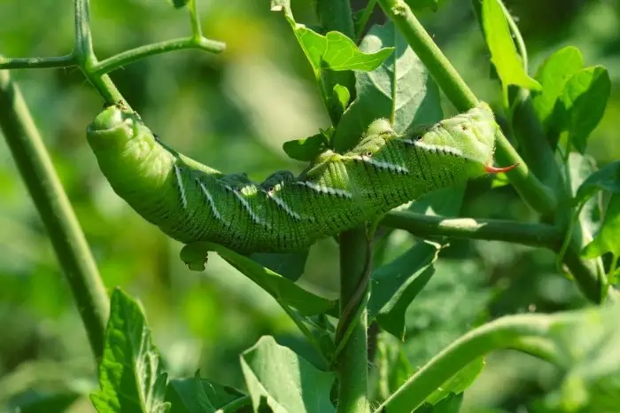 Tomato hornworms - What they eat