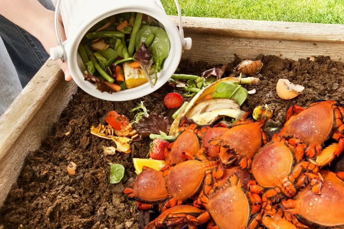 Using Crab Shells In Compost- A Detailed Guide