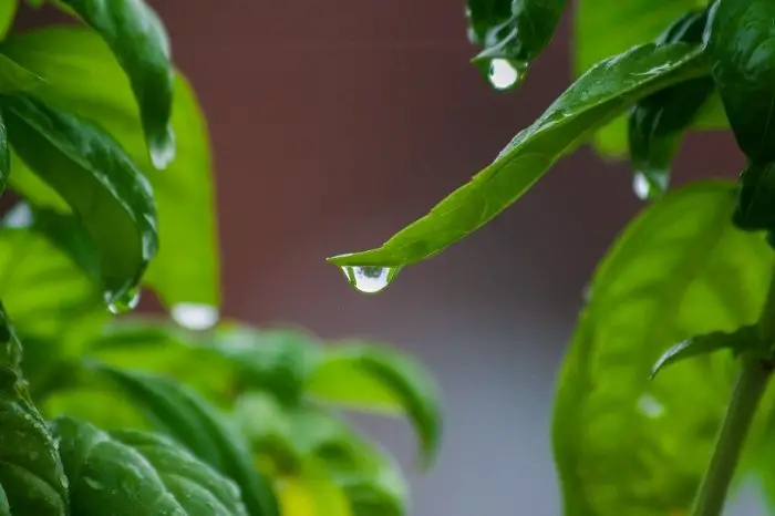 Water Requirements Of Basil Plant At Seedling Stage