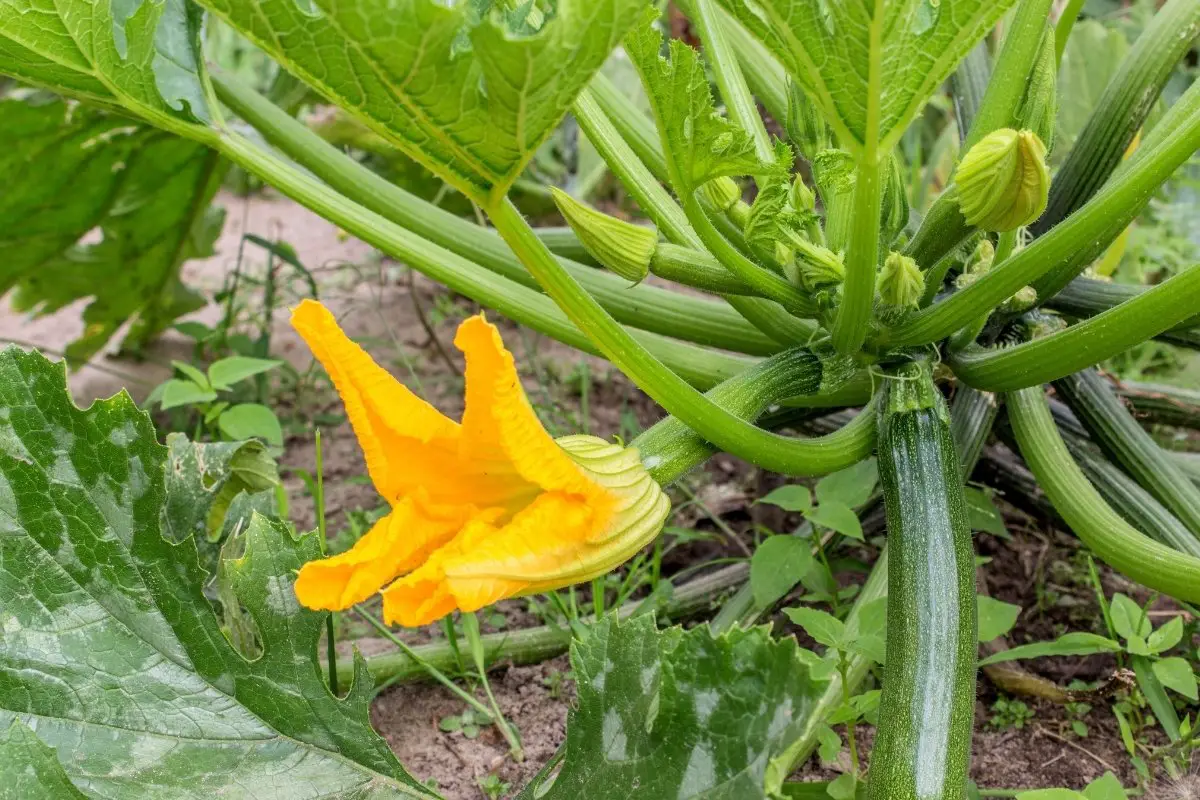 What Is The Right Zucchini Plant Size