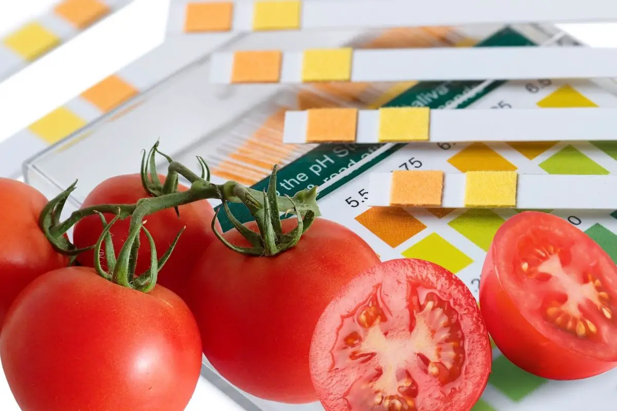 What You Need To Know About The Best PH For Tomatoes