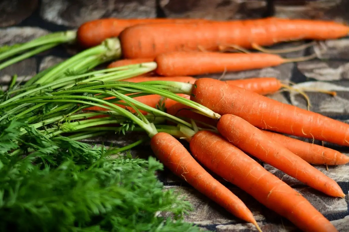 When do I harvest carrots - the right time