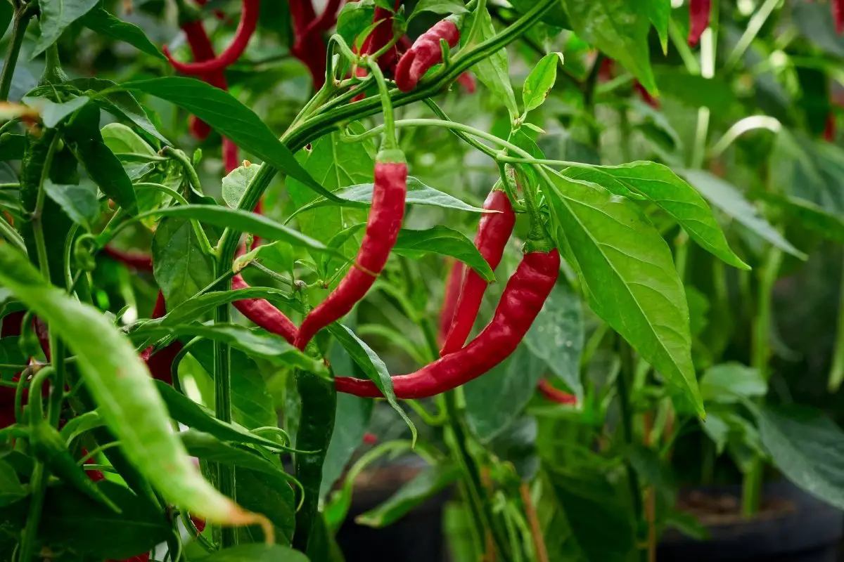 When to harvest chili peppers - The right time