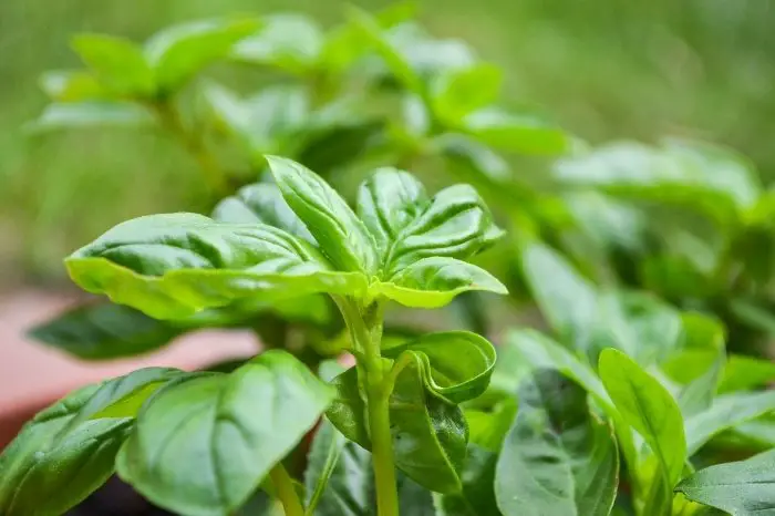 Why You Should Consider Growing Basil From Seed