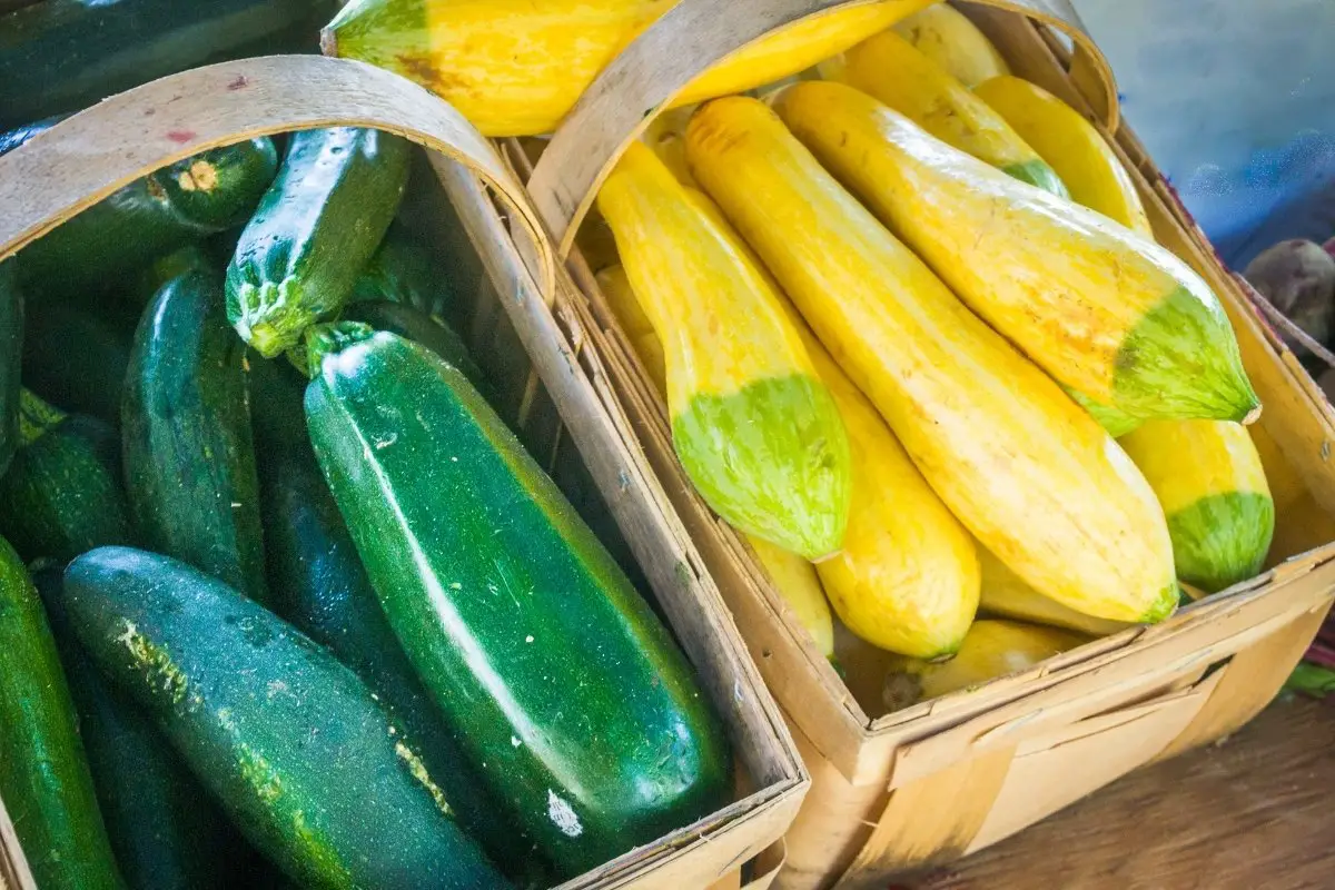 difference between summer squash and zucchini