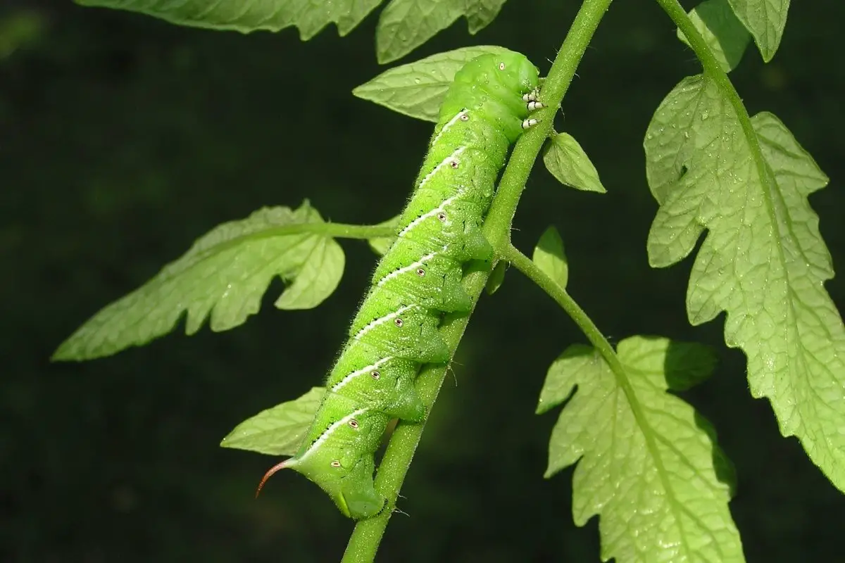 what do tomato hornworms eat