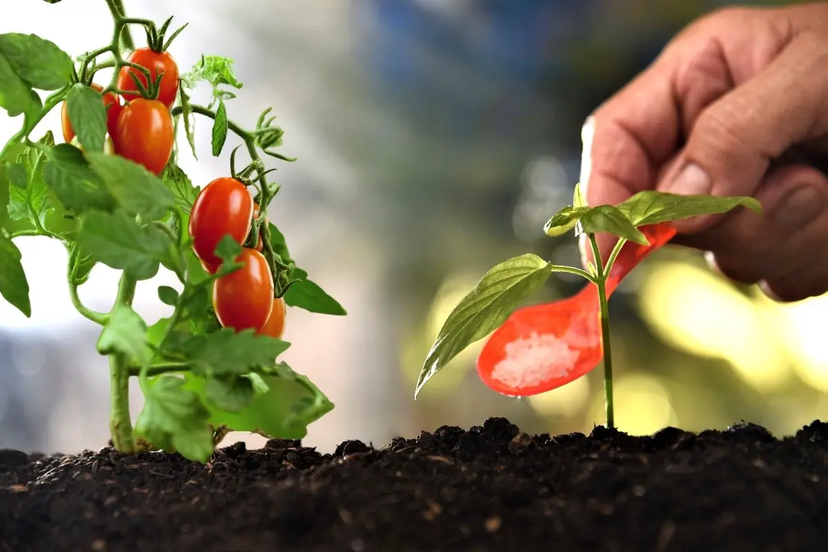 A Detailed Guide On What Type Of Fertilizer For Tomatoes