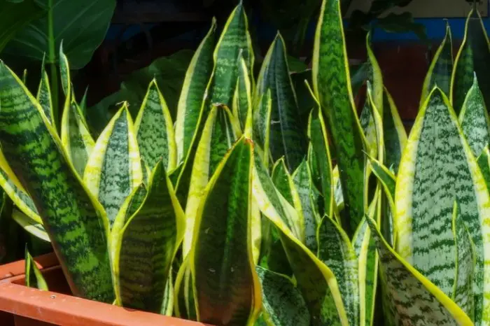 About Snake Plant