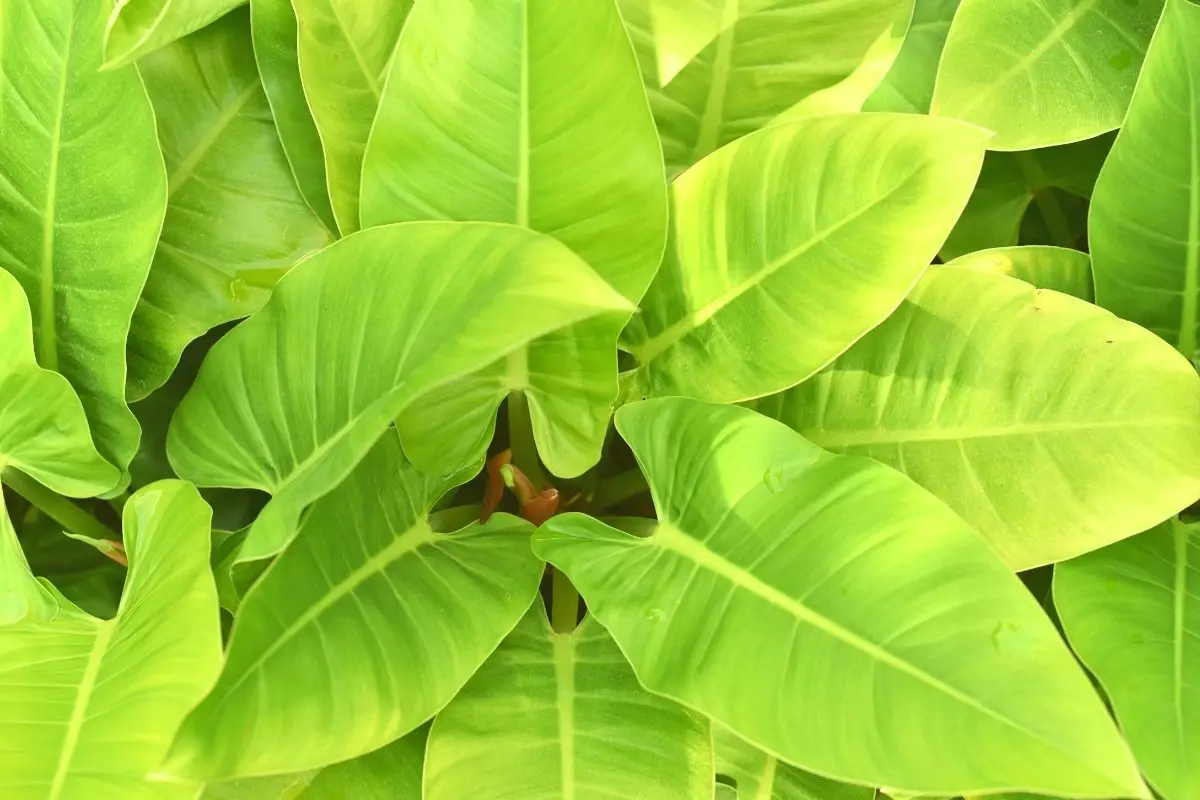 All About Golden Goddess Philodendron And General Care For The Plant