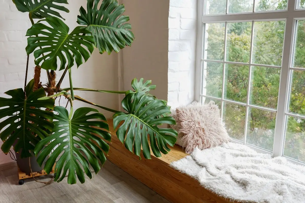 All About Monstera Acacoyaguensis And General Plant Care Tips