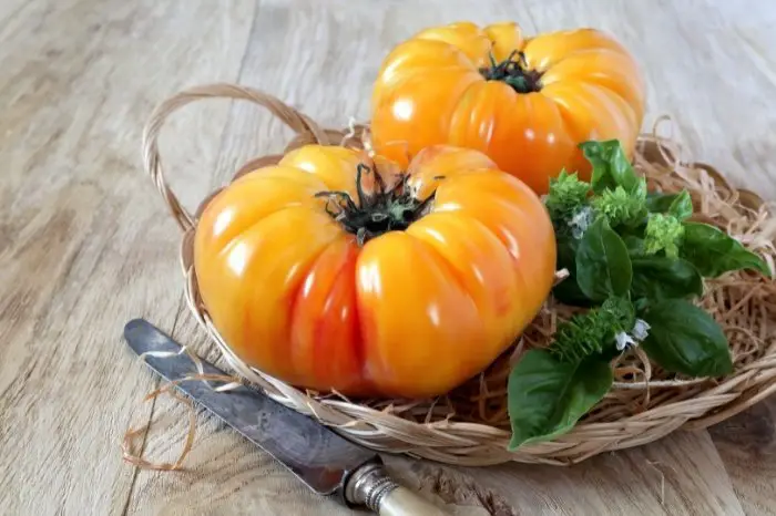 Applications Of Ox Heart Tomatoes