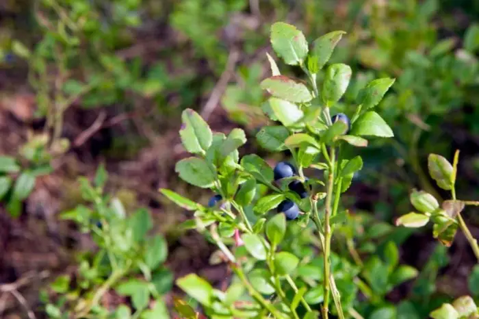 Blueberry Soil PH: The Ideal PH Requirement