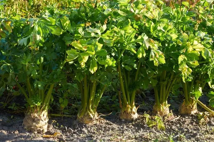 Caring For Your Celery