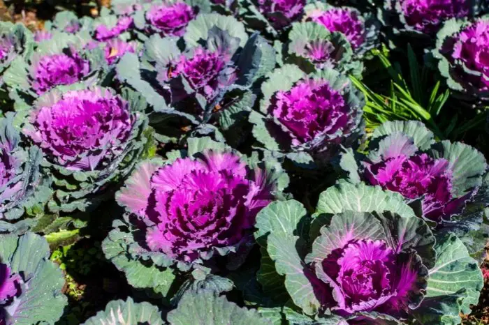 Choosing The Right Purple-Variegated Plant