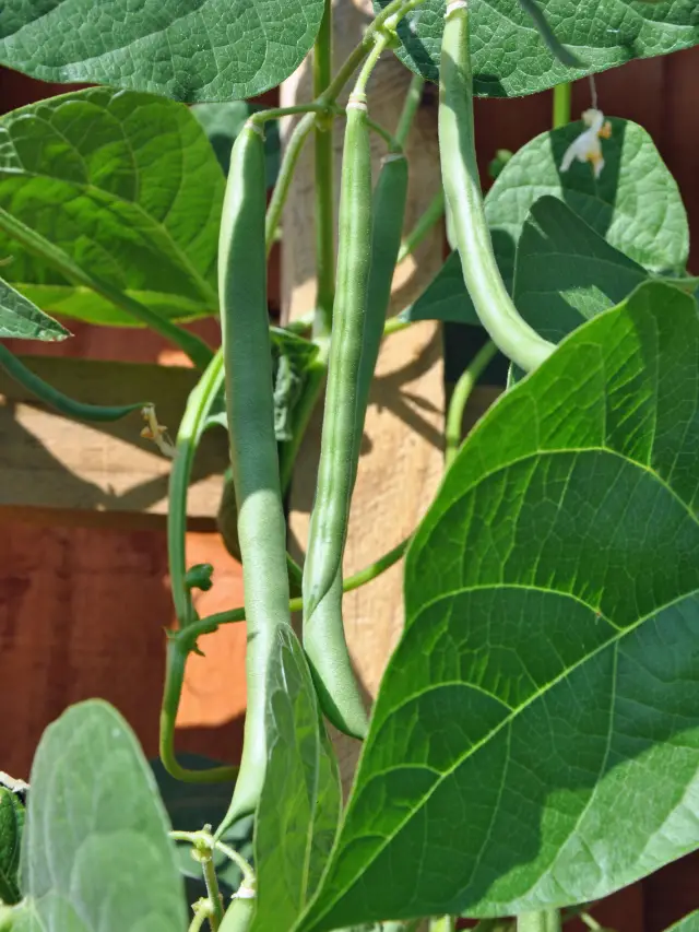 Do I Need To Use A Trellis For Green Beans - Grower Today