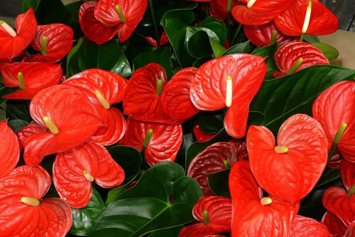 Fascinating Details About Anthurium Ace Of Spades And The Plant’s Care Tips