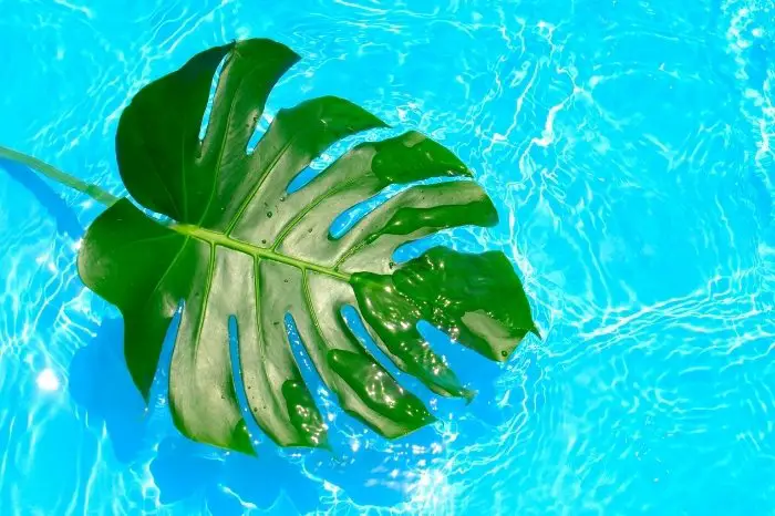 General Care Tips For Monstera Acacoyaguensis - Watering