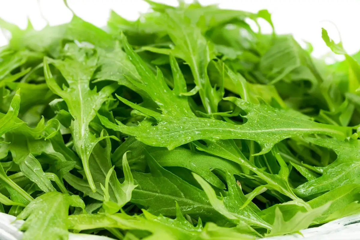 Get To Know The Different Types Of Arugula