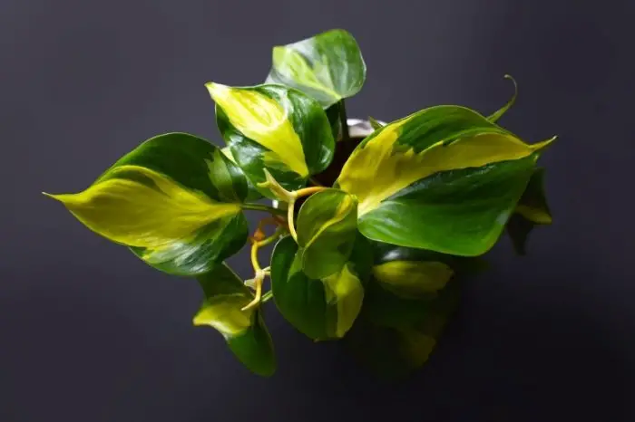 Golden Goddess Philodendron - More Details About This Plant