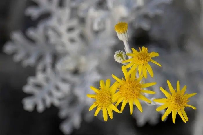 How To Care For Dusty Miller