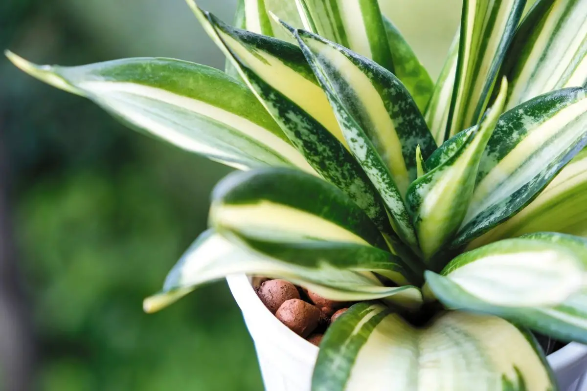 How To Repot A Snake Plant
