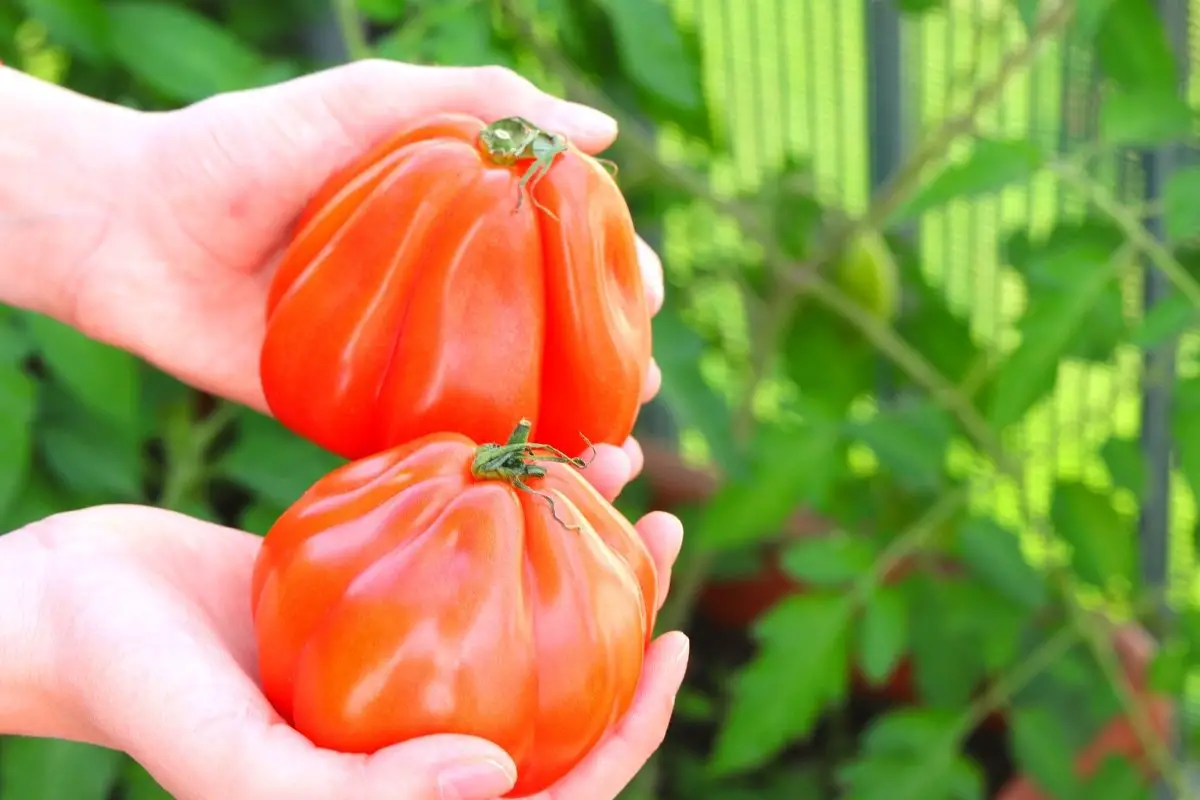 In-depth Knowledge On What Ox Heart Tomatoes Is